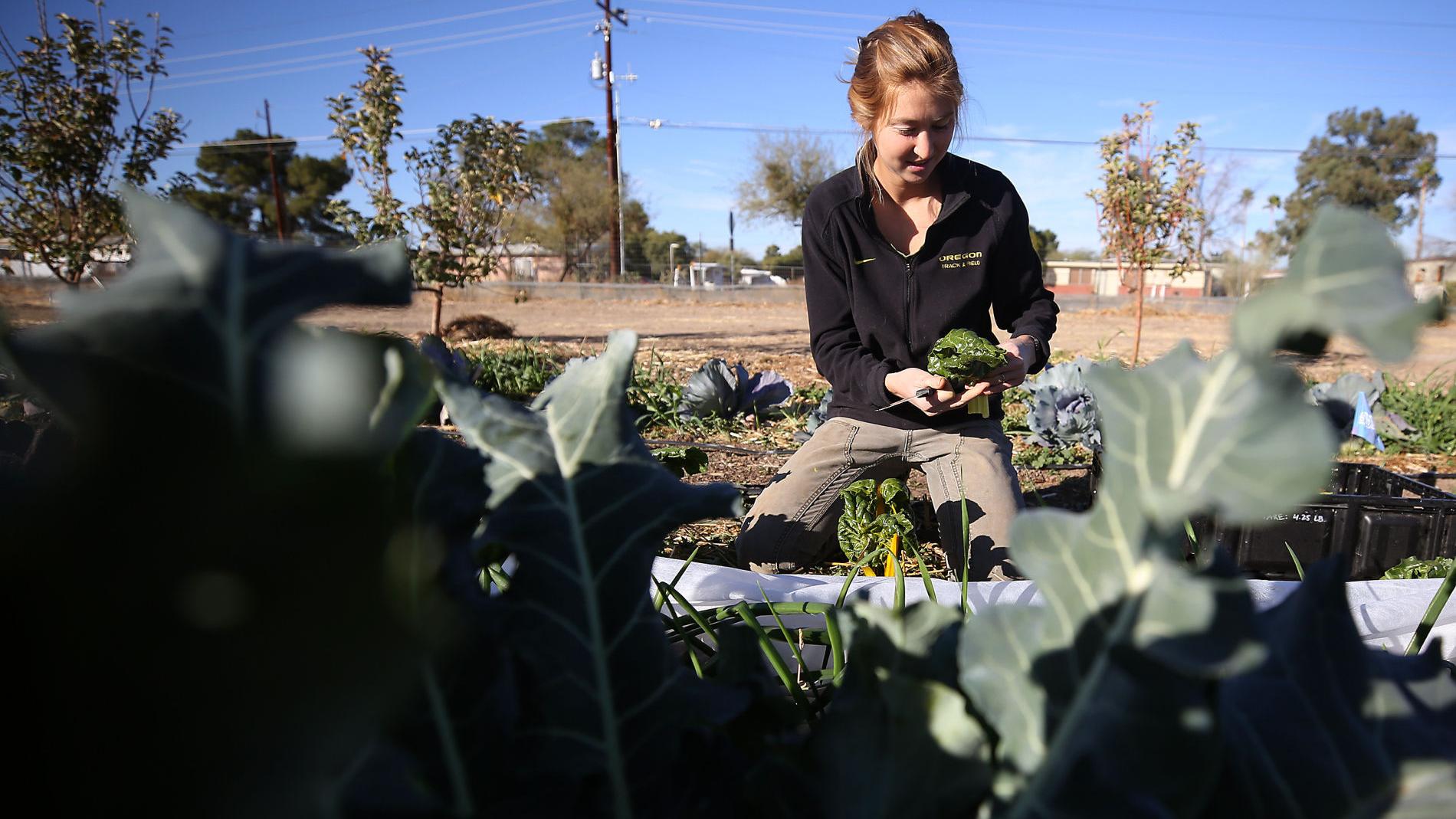 Neto's Tucson: Las Milpitas farm gives community a way to share its common ground